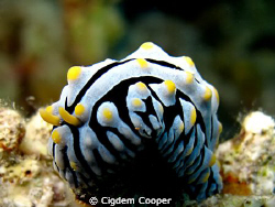 Varicose wart slug by Cigdem Cooper 